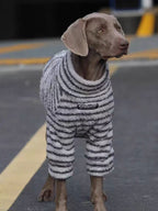 Weimaraner dog wearing a gray and white striped dog sweater standing on asphalt