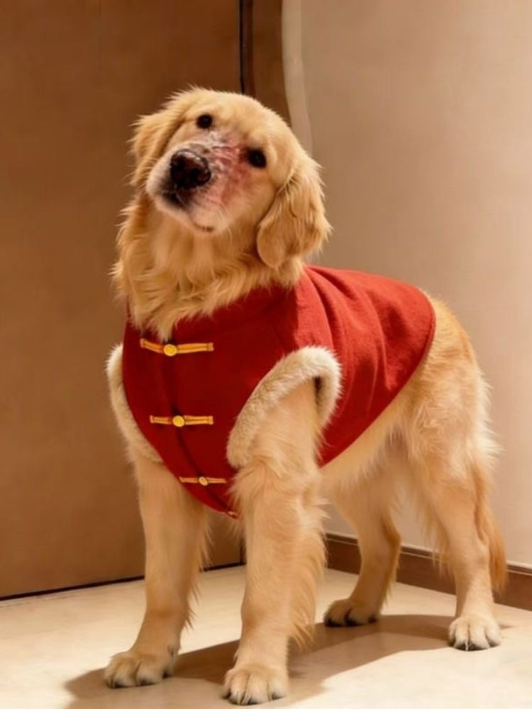 Golden Retriever dog wearing a red Chinese style vest with faux fur trim and gold frog buttons, standing and tilting its head.
