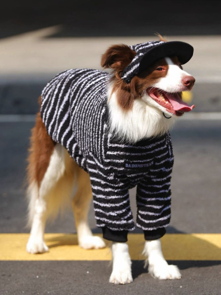 Border Collie dog wearing a black and white striped dog sweater and matching hat, standing outdoors.