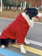 Side view of a Border Collie dog wearing a red hooded sweatshirt, sitting on a paved path with colorful lines.