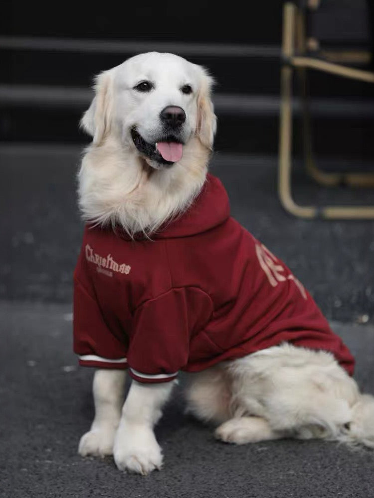 Golden Retriever dog wearing a burgundy hoodie outdoors, sitting, front view.
