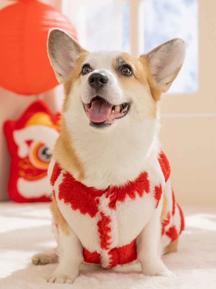 Front view of a smiling corgi dog wearing a red and white checkered plush sweater, with a red lantern and lion head cushion visible.