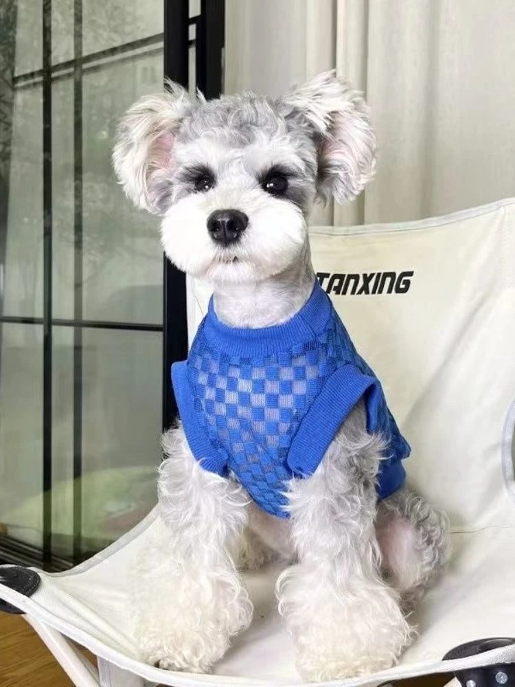 Miniature schnauzer wearing a blue checkered mesh knit dog sweater, sitting on a white chair. Main image