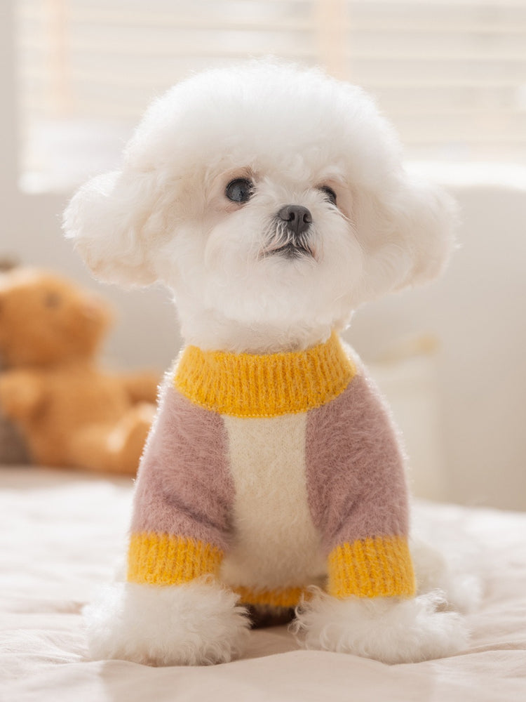 White Bichon Frise dog wearing a color block sweater with yellow, pink, and cream sections, sitting on a bed.