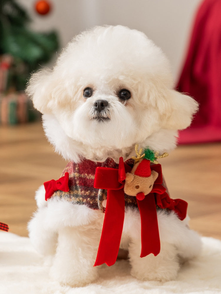 A white bichon frise dog wearing a festive red plaid dog coat with faux fur trim and reindeer antlers.