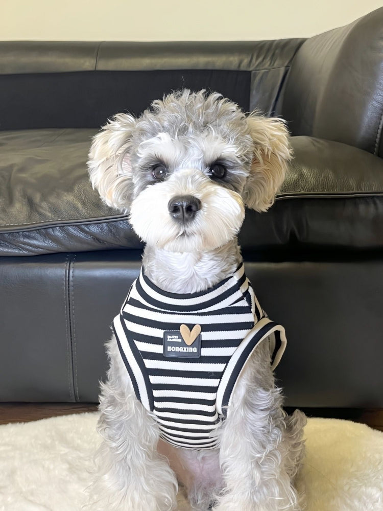 A miniature schnauzer dog wearing a black and white striped dog vest with a heart-shaped tag. Main image
