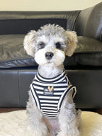 A miniature schnauzer dog wearing a black and white striped dog vest with a heart-shaped tag.