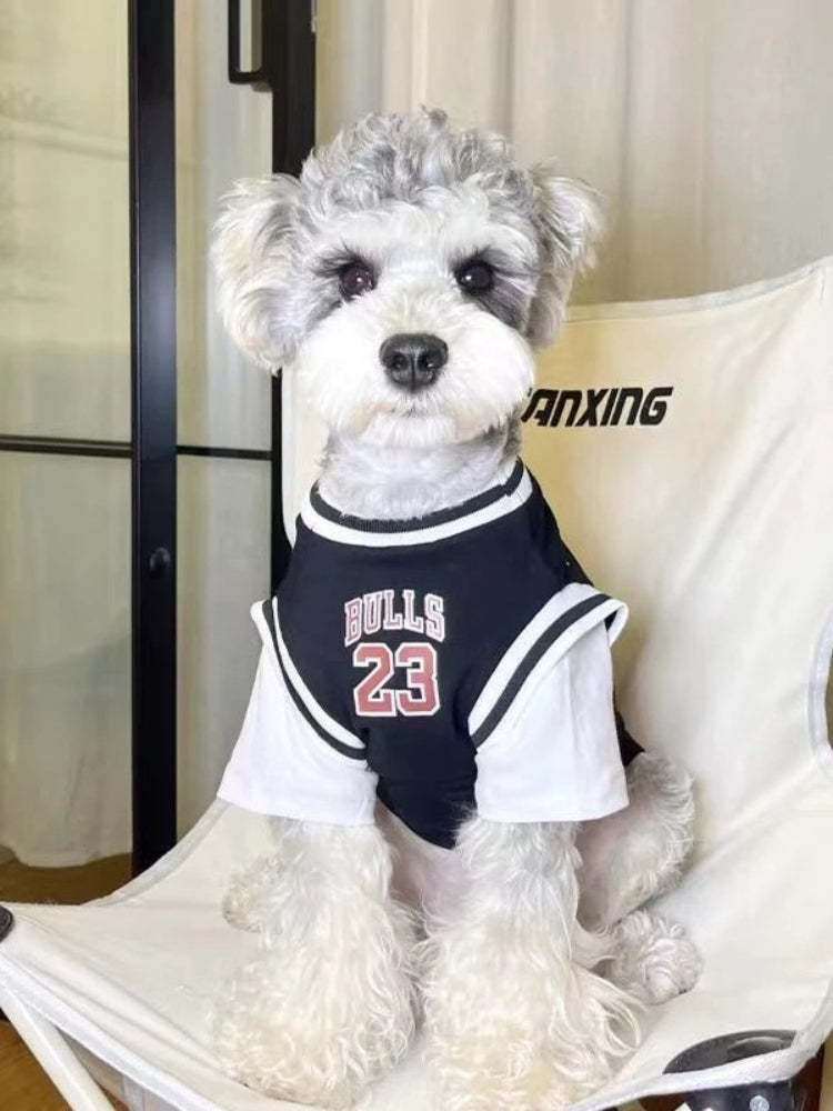 A small white dog with grey accents on its fur is sitting in a chair, wearing a black and white basketball jersey with "BULLS 23" on the front.