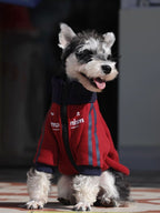 Miniature schnauzer dog wearing a red zip-up jacket with navy blue trim and stripes
