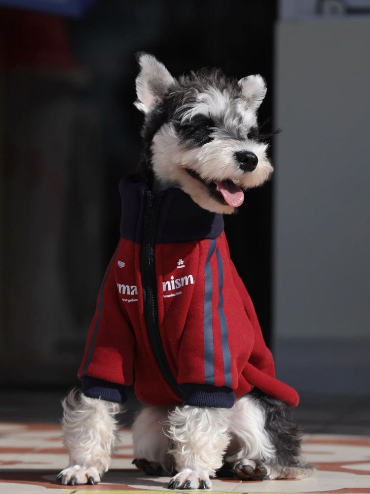 Miniature schnauzer dog wearing a red zip-up jacket with navy blue trim and stripes
