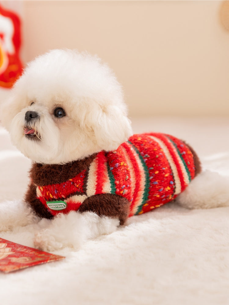 A white bichon frise dog lying down and looking to the side, wearing a red, white, and green striped sweater with a brown collar and trim.