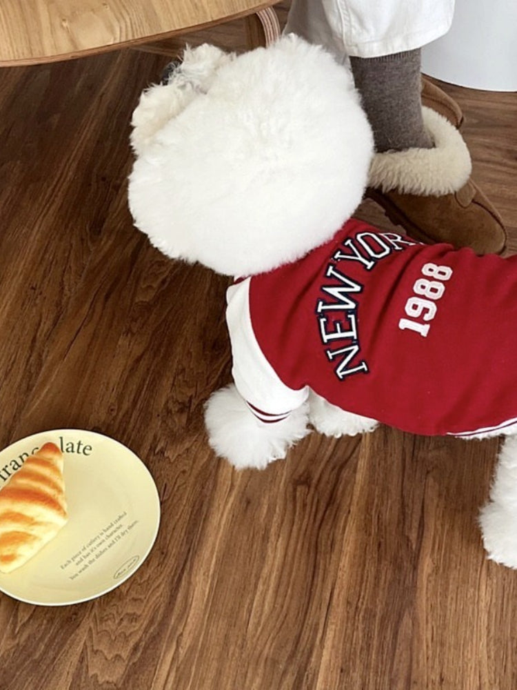 White poodle wearing a red baseball jacket with 'New York 1988' on the back, next to a croissant on a plate.