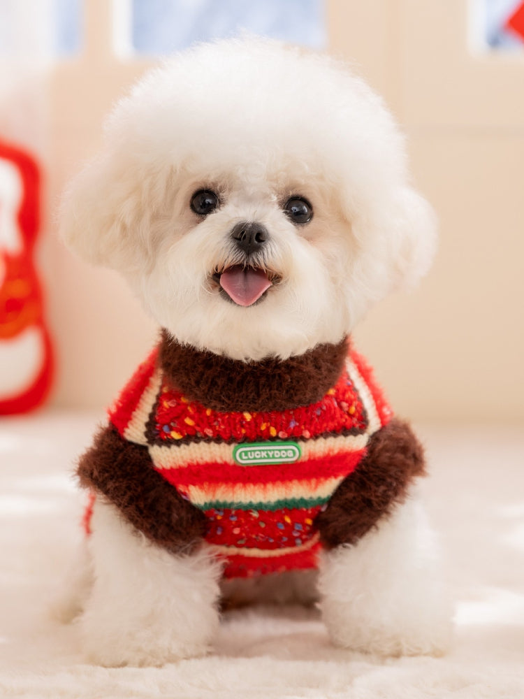 A white bichon frise dog sitting and facing forward, wearing a red, white, and green striped sweater with a brown collar and trim.