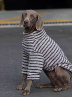 Weimaraner dog wearing a gray and white striped dog sweater sitting on asphalt