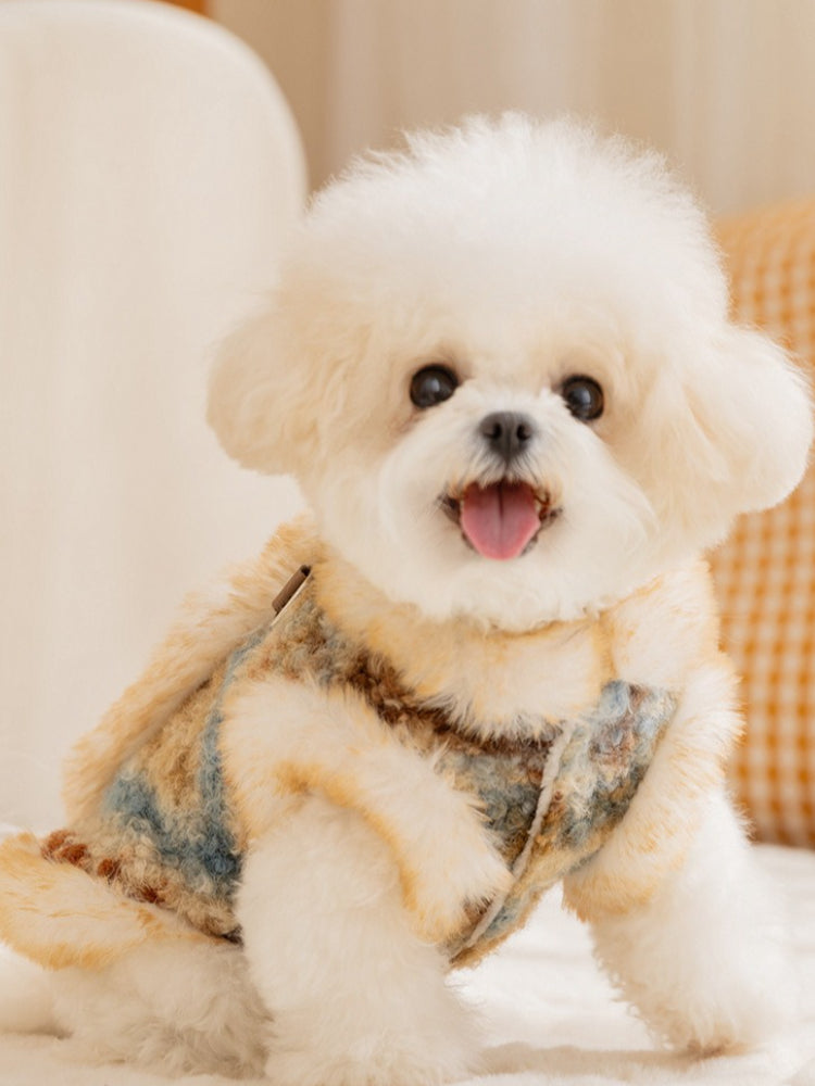 Front view of a happy Bichon Frise dog wearing a patterned tweed vest with fluffy trim.