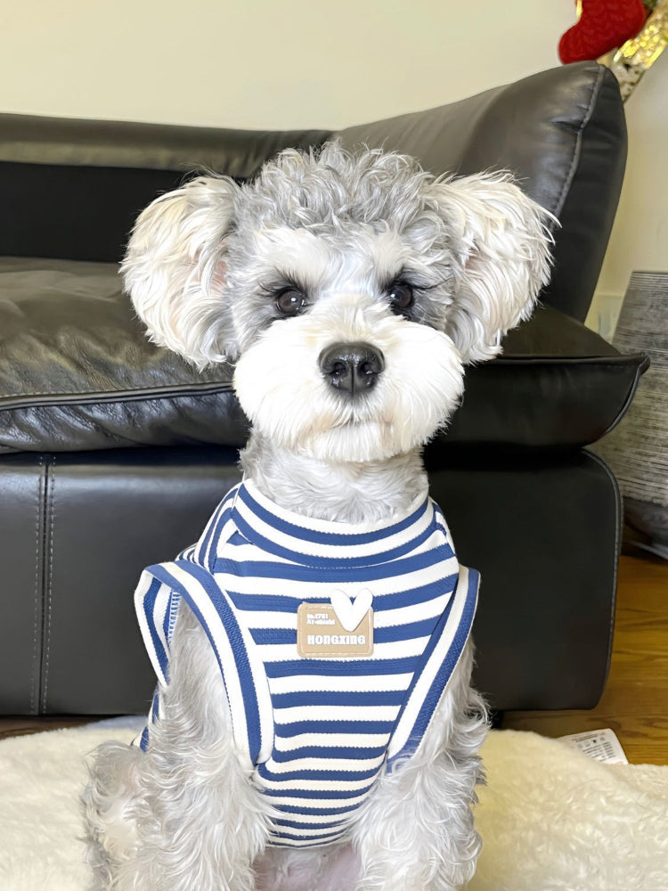 A miniature schnauzer dog wearing a blue and white striped dog vest.
