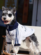 Miniature schnauzer dog standing on a chair wearing a gray zip-up jacket with navy blue trim and stripes