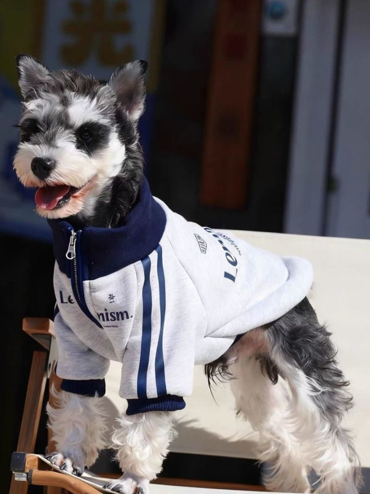 Miniature schnauzer dog standing on a chair wearing a gray zip-up jacket with navy blue trim and stripes